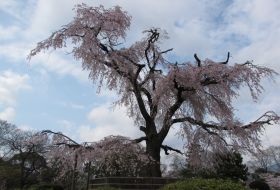japan kyoto Sakura lentebloesem