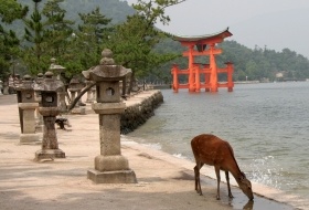 japan miyajima torii