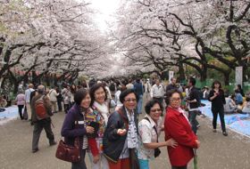 sakura lentebloesem reis Japan tokyo iki Travels