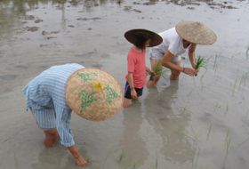 Laos rijstplanten