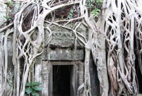  Cambodja Sien Riep tomb raider