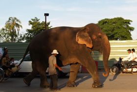 Cambodja Phom Penh olifant