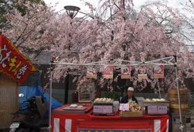 sakura lentebloesem reis Japan kyoto iki Travels