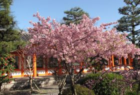 sakura lentebloesem reis Japan kyoto iki Travels sakura lentebloesem reis Japan kyoto iki Travels
