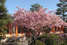 sakura lentebloesem reis Japan kyoto iki Travels