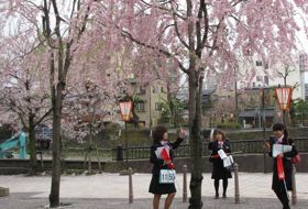 sakura lentebloesem reis Japan kanazawa iki Travels sakura lentebloesem reis Japan kanazawa iki Travels