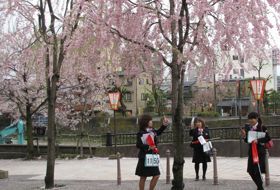 sakura lentebloesem reis Japan kanazawa iki Travels