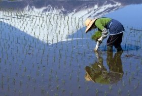 japan mount fuji rijst planten