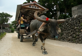 Japan Okinawa buffel vervoer Japan Okinawa buffel vervoer