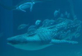 japan Osaka Aquarium