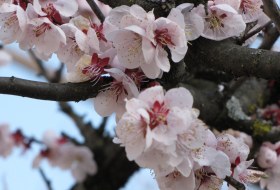 sakura lentebloesem reis Japan miyajima iki Travels sakura lentebloesem reis Japan miyajima iki Travels