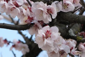 sakura lentebloesem reis Japan miyajima iki Travels