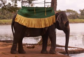 Sri Lanka reis Olifant iki Travels