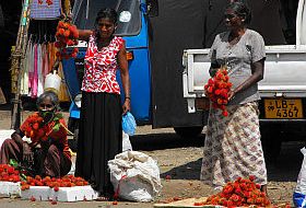 Sri Lanka reis markt iki Travels