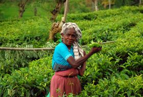 Sri Lanka reis oud vrouwtje plantage iki Travels