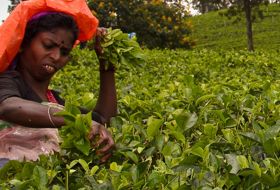 reis Sri Lanka totaal theeplantages iki Travels reis Sri Lanka totaal theeplantages iki Travels