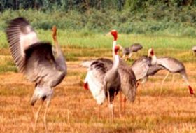 Ba Be meer Vietnam reis kraanvogels