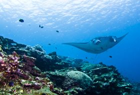 Japan ishigaki manta rog duiken en snorkelen