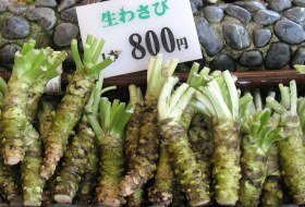 Japan culinair wasabi ikipedia