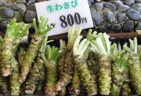 Japan culinair Jwasabi ikipedia Japan culinair wasabi ikipedia