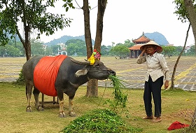 Vietnam Ninh Binh Waterbuffel