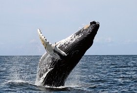 Ongerept hokkaido noord honshu Japan iki travels whale watching