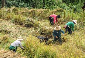  Vietnam Sapa rijst oogsten