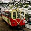 Taiwan Reis Alishan Train