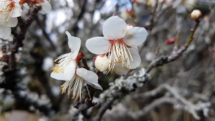 Japan Kyushu Arita cherry blossom