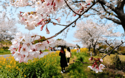 Drie weken Zuid-Korea in april door Janine (week 1)