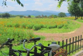 Zuid Korea Gyeongju fiets