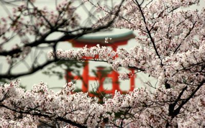 Kumamoto, Mount Aso, Miyajima en Hiroshima in april door Herman