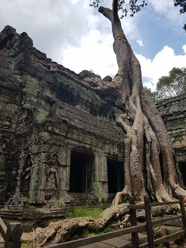 Ta Prohm Siem Reap 