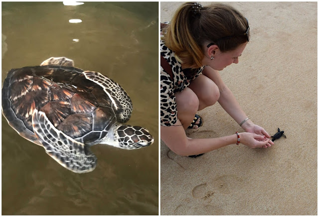 Sea Turtles Sri Lanka