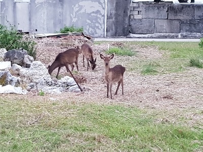 Okinawa Aka Hertjes