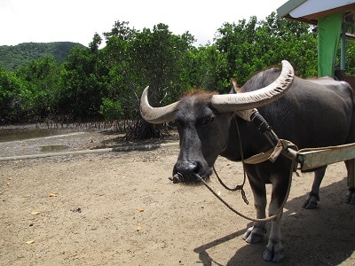 Okinawa Iriomote Yubu Buffel