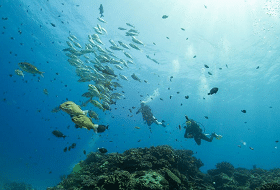 Duiken Westkust Okinawa