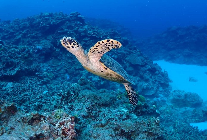 Duikexcursie Okinawa Zeeschildpadden