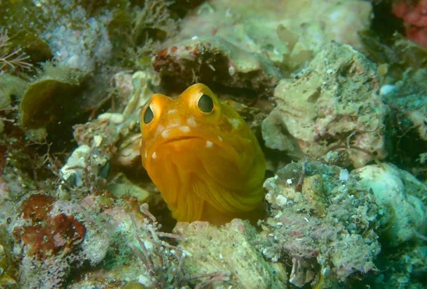 Beginner Duikexcursie Okinawa