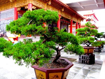 Taiwan Bonsai