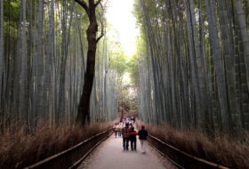 Kyoto arashiyama bamboebos