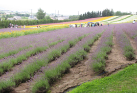 Hokkaido lavendelveld