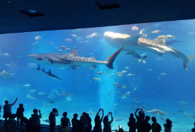 Okinawa aquarium Walvishaaien