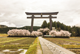 Kumano poort kersenbloesems 