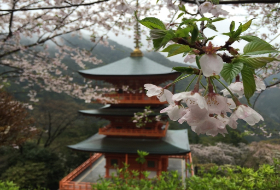 Kumano Tempel Kersenbloesems Japan