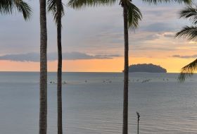 Borneo Kota Kinabalu Strand Met Palmbomen