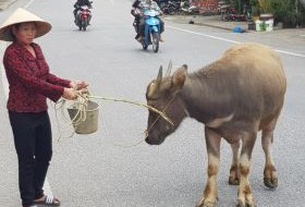 Vietnam Buwsteen Vrouw met stier