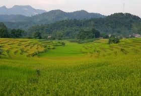 Vietnam Bouwsteen Rijstvelden