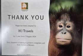 iki Travels Borneo 1ste Orang Oetan Adoptie iki Travels Borneo 1ste Orang Oetan Adoptie