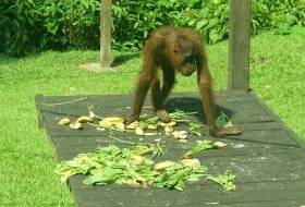 iki Travels Borneo Orang Oetan Baby iki Travels Borneo Orang Oetan Baby